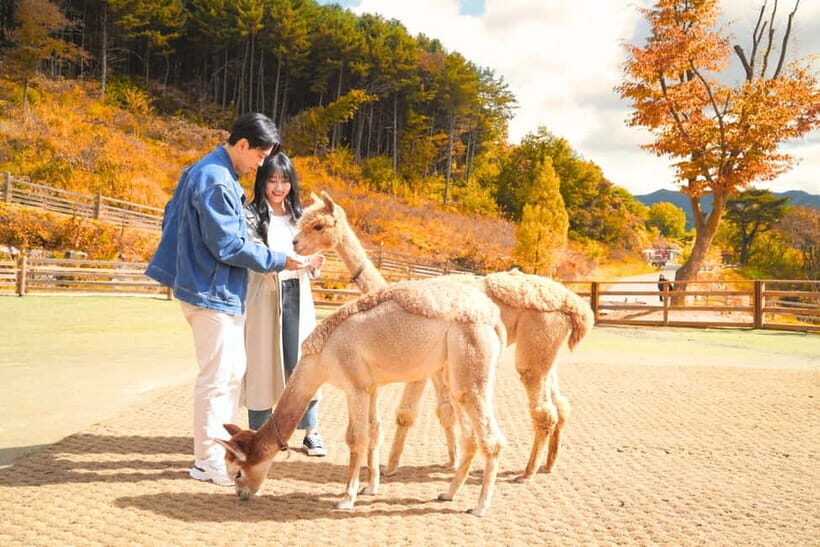 Seoul: Alpaca World and Nami Island (with Garden / Railbike) - A Complete Breakdown of the Tour Experience