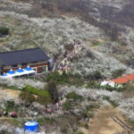 Seoul: Korea Spring Cherry Blossom Day Tour - What to Expect and Practical Tips