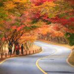 Seoul: Naejangsan National Park Autumn Foliage One Day Tour - An In-Depth Look at the Naejangsan Autumn Foliage Tour