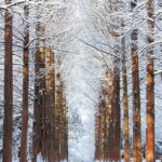 Seoul: Strawberry & Eobi Ice Valley & Nami + Optional Spots - The Practical Details