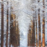 Seoul: Vivaldi Park Winter Ski with Nami Island Day Tour - Detailed Breakdown of the Experience