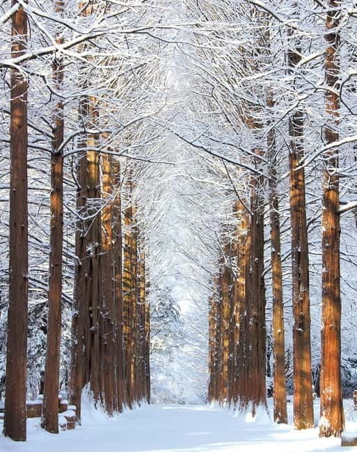 Seoul: Vivaldi Park Winter Ski with Nami Island Day Tour - Detailed Breakdown of the Experience