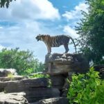 Shanghai Wildlife Park Panda & Predator Feeding Tour - What To Expect: A Day of Animal Wonders