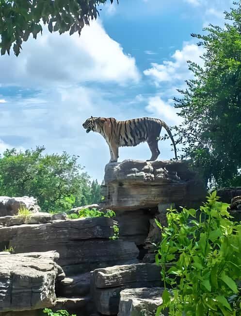 Shanghai Wildlife Park Panda & Predator Feeding Tour - What To Expect: A Day of Animal Wonders