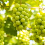 Shine Muscat Buffet, Fuji Ice Cave & Oshino Hakkai Day Tour - Practical Details and Tips