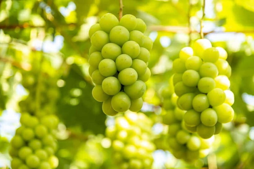 Shine Muscat Buffet, Fuji Ice Cave & Oshino Hakkai Day Tour - Practical Details and Tips