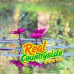 Siem Reap to Battambang: Train Ride, Lunch & Bat Caves - Why Choose This Tour?