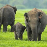 Sigiriya: Elephant Migration Safari at Hurulu Eco Park - An Overview of the Safari Experience