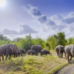 Sigiriya Fortress and best Wildlife Safari Tour - Authentic Insights from Travelers