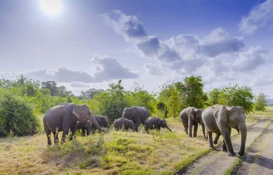 Sigiriya Fortress and best Wildlife Safari Tour - Authentic Insights from Travelers