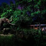 Singapore Night Safari Ticket Experience - Practical Details: What You Need to Know