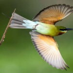 Sinharaja Rain forest Birdwatching Tour (Pickup Includes) - The Details that Matter
