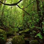 Sinharaja Rain Forest Guided Day Tour - Authentic Experiences and Tips from Reviewers