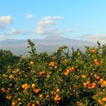 Small Group Tour for Jeju Fall Pink Muhly, Tangerines & Mt. Halla - Who Will Love This Tour?