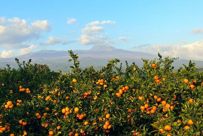 Small Group Tour for Jeju Fall Pink Muhly, Tangerines & Mt. Halla - Who Will Love This Tour?