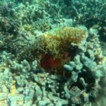 Snorkeling at Menjangan Island Bali Hidden Underwater Gem - FAQs