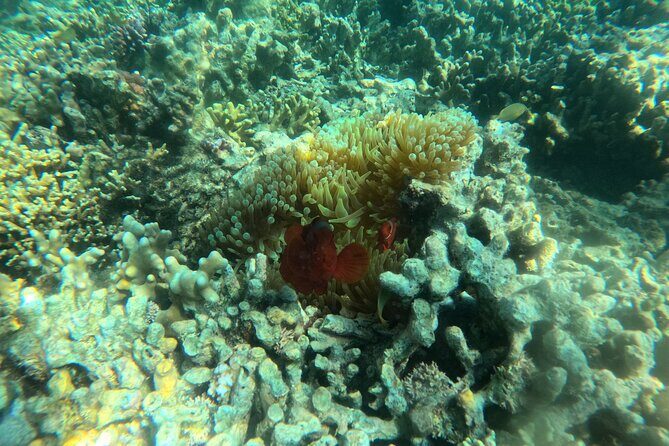 Snorkeling at Menjangan Island Bali Hidden Underwater Gem - FAQs