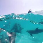 Snorkeling with Dolphins in Trincomalee - What to Expect on the Tour
