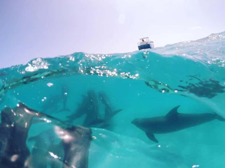 Snorkeling with Dolphins in Trincomalee - What to Expect on the Tour