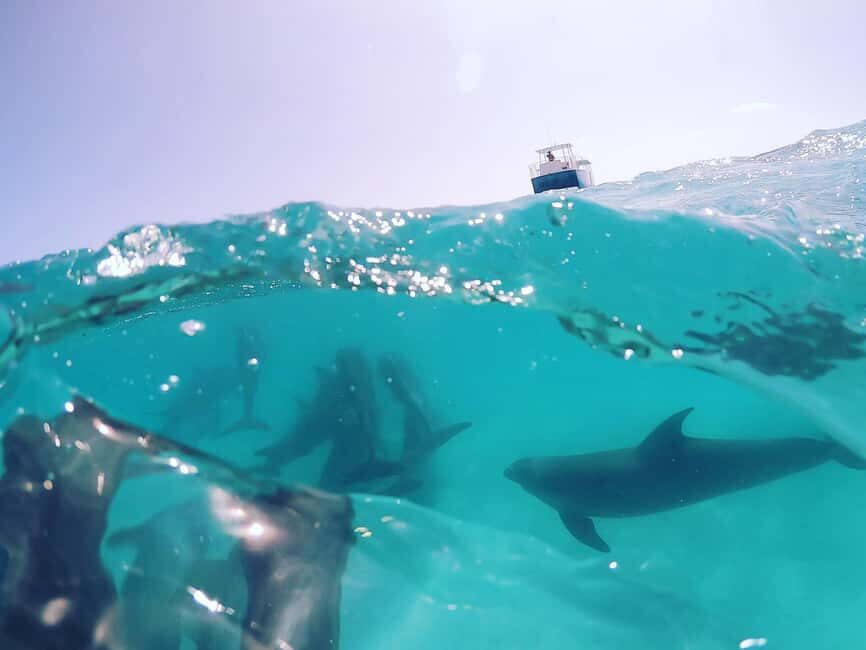 Snorkeling with Dolphins in Trincomalee - What to Expect on the Tour