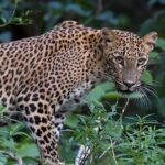 Special Full Day Safari Yala National Park - 04:30 AM to 06:00 PM - Who Will Love This Safari?