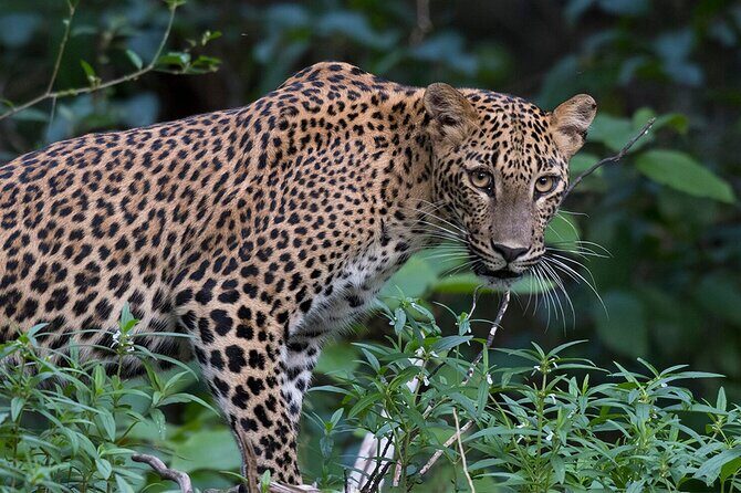 Special Full Day Safari Yala National Park - 04:30 AM to 06:00 PM - Who Will Love This Safari?