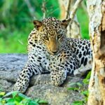 Special Leopards Safari Yala National Park - 04:30 AM to 11:30 AM - Why This Tour Is Worth Considering