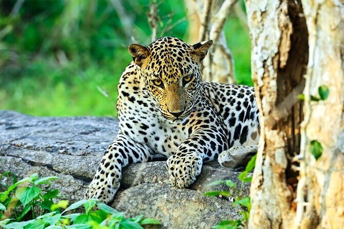 Special Leopards Safari Yala National Park - 04:30 AM to 11:30 AM - Why This Tour Is Worth Considering