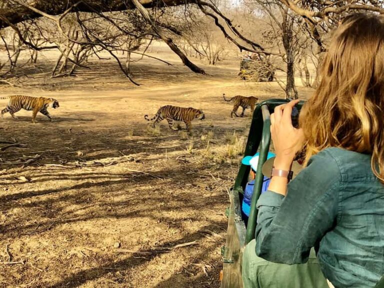 Spot Tigers and other wild of Ranthambore on a Day-Same Tour - Practical Details and Tips