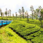 Sri Lanka 5-Day Private Country Side Tour Car, Hotels, Food - Day-by-Day Breakdown: What to Expect