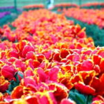 SRINAGAR THE TREASURE OF GARDENS - Final Thoughts: Is It Worth It?