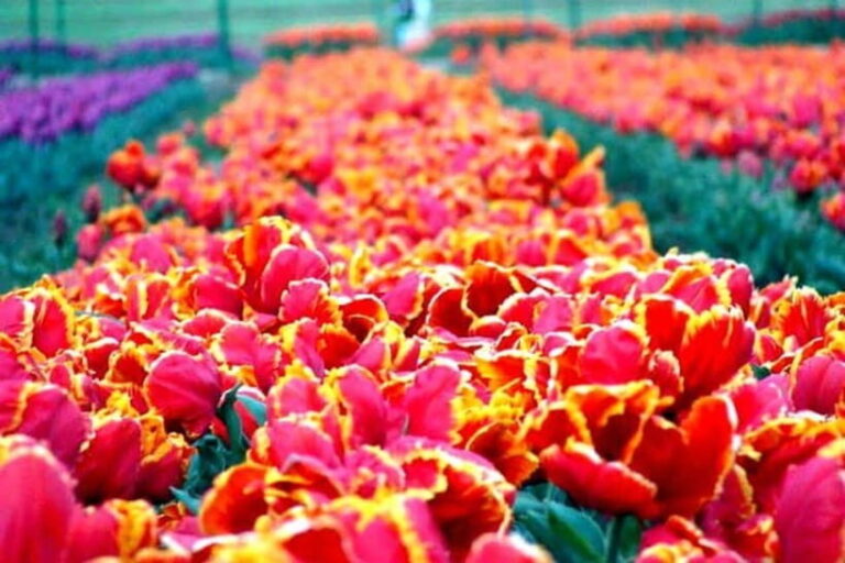 SRINAGAR THE TREASURE OF GARDENS - Final Thoughts: Is It Worth It?