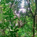 Ta Tai Waterfall: Tuk-Tuk Adventure & Mangrove Forest - Why This Tour Might Be Perfect for You