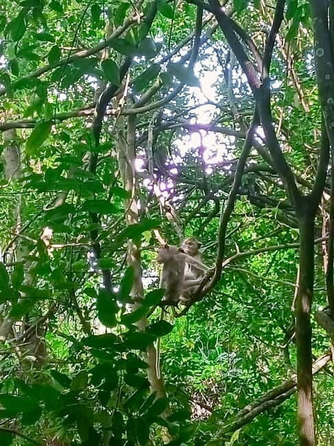 Ta Tai Waterfall: Tuk-Tuk Adventure & Mangrove Forest - Why This Tour Might Be Perfect for You