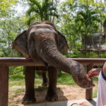 Taj Mahal Sunrise & Elephant Rescue Tour from Delhi - FAQs