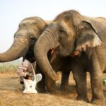 Taj Mahal Tour with Optional Wildlife Rescue Center Visit - Exploring the Taj Mahal and Surroundings