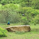 Tangalle to Katunayaka Air Port - The Ride: Scenic, Comfortable, and Stress-Free