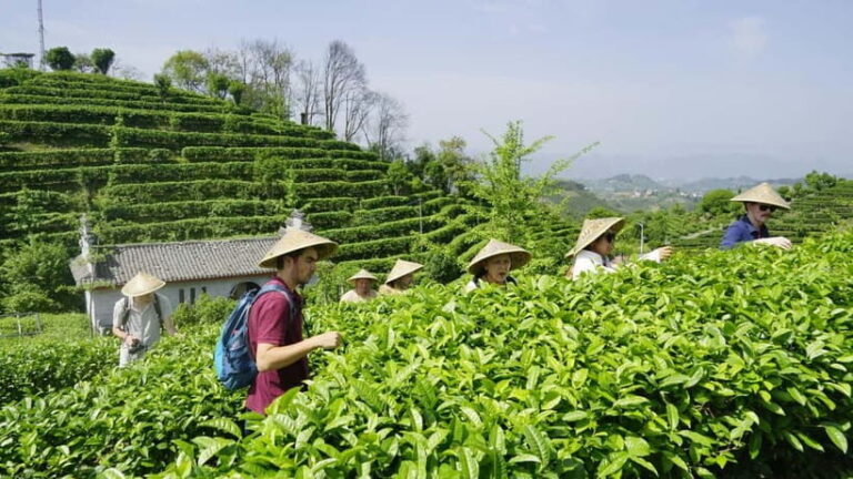Tea Picking and Processing at Qixian Peak Scenic Area - Exploring Qixian Peak Scenic Area: The Heart of Tea Culture