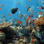 The Best 2-point Snorkeling in Padangbai: Blue lagoon and Tanjung jepun - What’s Included and What’s Not