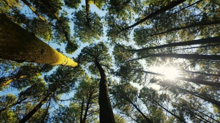 Thekkady Adventure: Off-Road Jeep Safari & Vagamon Tour - The Practical Details