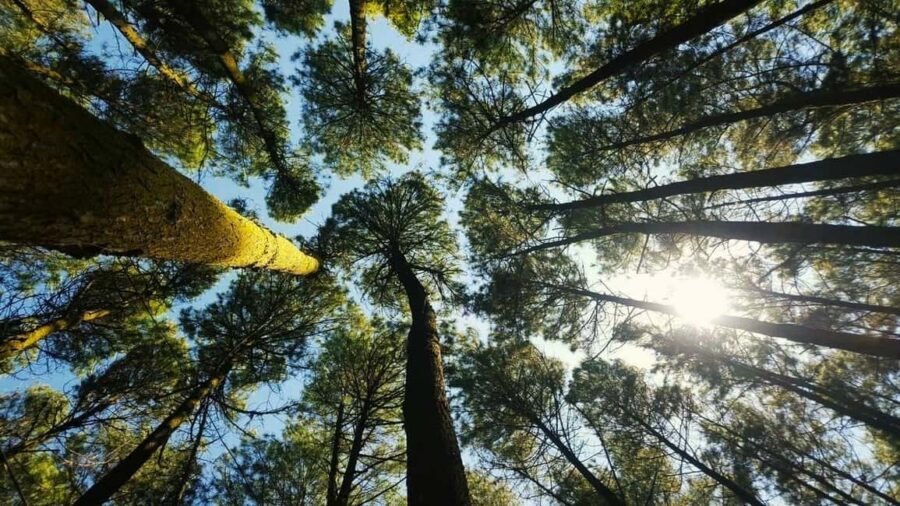 Thekkady Adventure: Off-Road Jeep Safari & Vagamon Tour - The Practical Details