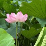 Tokyo 5 to 7 Hour Private Tour: Temples, Ueno, Shibuya & Shinjuku - In-Depth Breakdown of the Itinerary