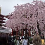 Tokyo: Full-day Immersive Private Tour by Premium Car - FAQ