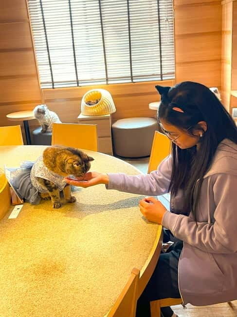 Tokyo: Gotokuji Cat Temple, Shinjuku Cat Cafe & 3D Cat Tour - Practical Details: What You Need to Know