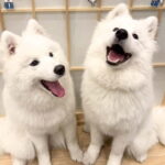 Tokyo Harajuku30-Minute Samoyed Interaction Experience - Why This Experience Is Valuable