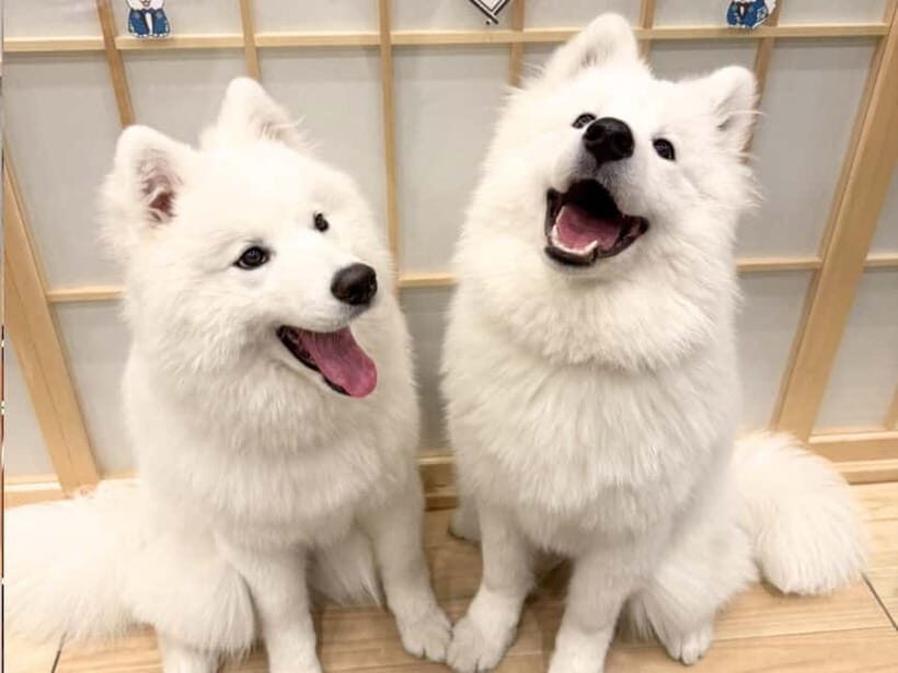 Tokyo Harajuku30-Minute Samoyed Interaction Experience - Why This Experience Is Valuable
