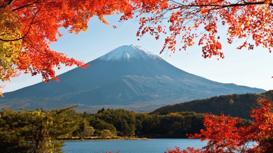 Tokyo: Mt. Fuji Hidden Gems and Aokigahara Forest Tour - Practical Details and What to Expect