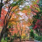 Tokyo: Mt. Takao Tour with Ramen and Tattoo-Okay Hot Spring - Sacred Trees & Nature Walks