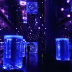 Tokyo : Night E-Bike Tour with Tokyo Tower and Dolphin Show - Who Is This Tour For?