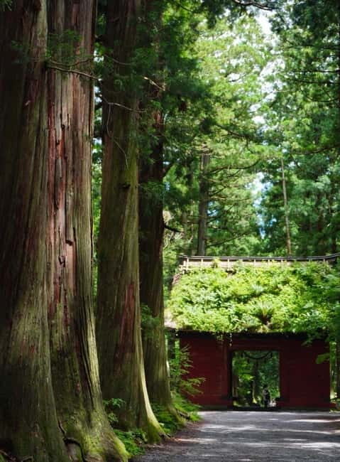 Tokyo: Togakushi Sacred Trail Day Tour with Shinkansen - An Introduction to the Tour Experience